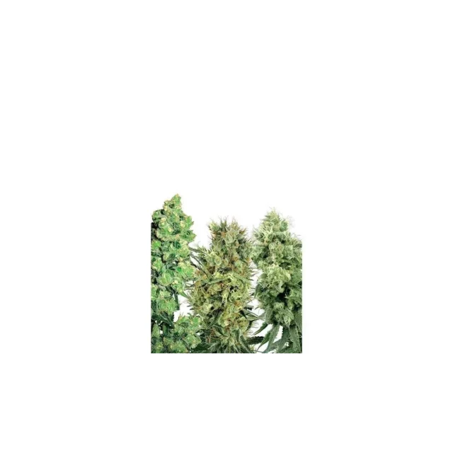 White Label Mix regular de White Label