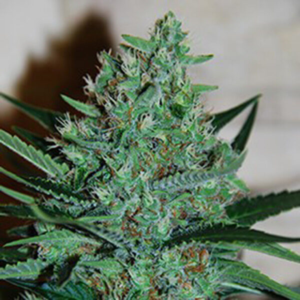 White Lavender feminizada de G13 Labs