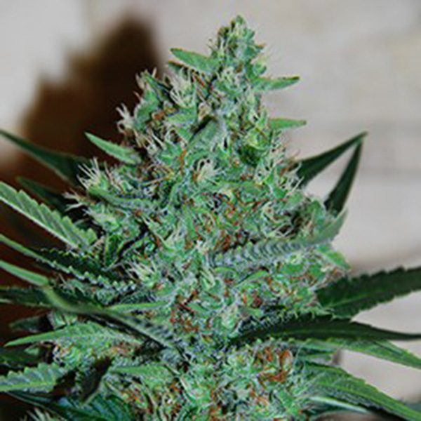White Lavender feminizada de G13 Labs