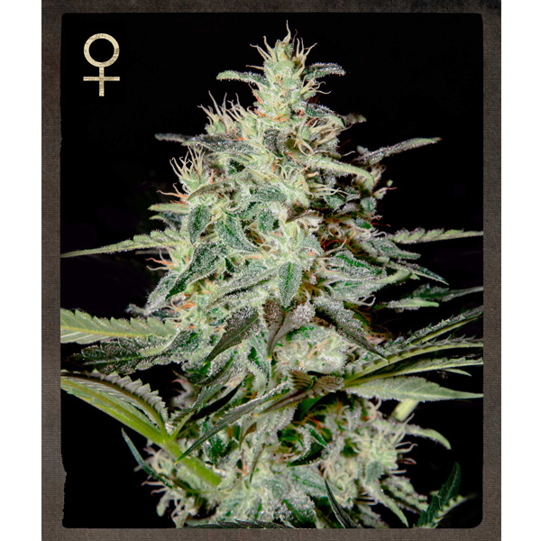 White Lemon feminizada de Strain Hunters Seeds