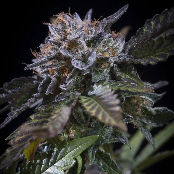 White Noise feminizada de Paradise Seeds