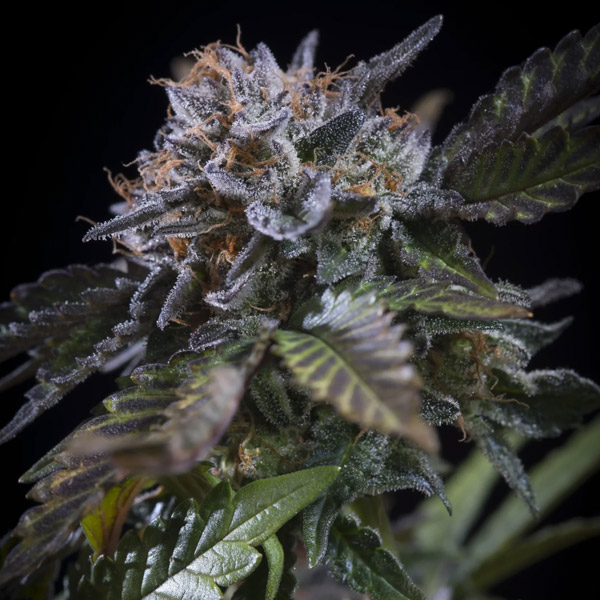White Noise feminizada de Paradise Seeds