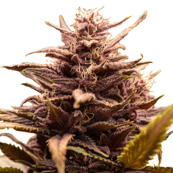 White Raspberry Truffle feminizada de Original Sensible Seeds