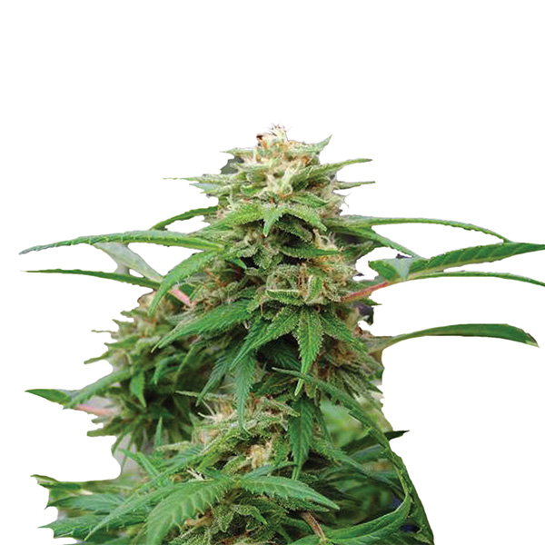 White Rhino feminizada de Nirvana