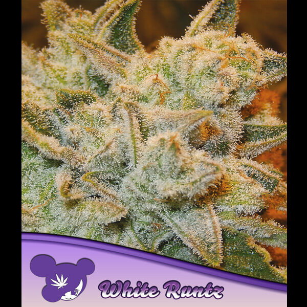 White Runtz feminizada de Anesia Seeds