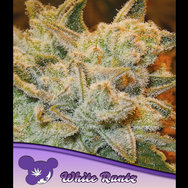White Runtz feminizada de Anesia Seeds