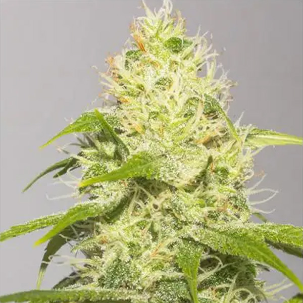 White Runtz feminizada de Vision Seeds