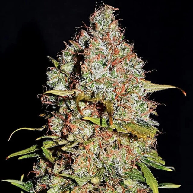 White Truffle feminizada de Empire Seeds Bank