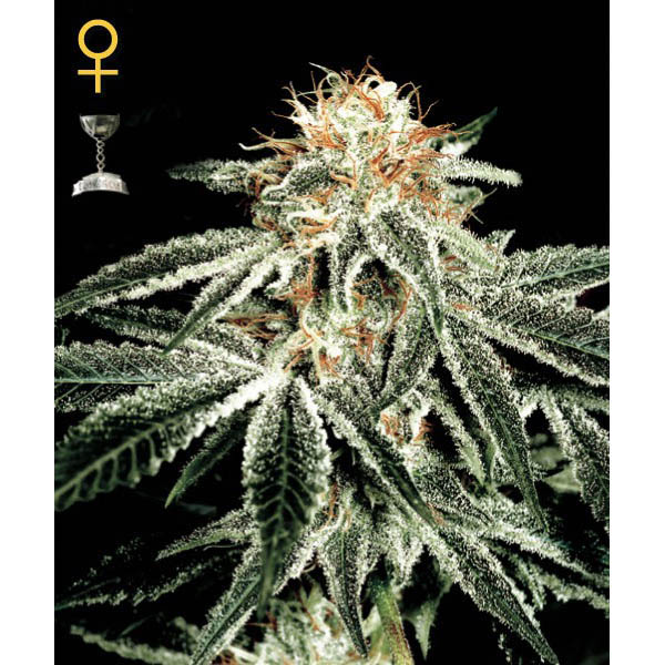 White Widow feminizada de Green House