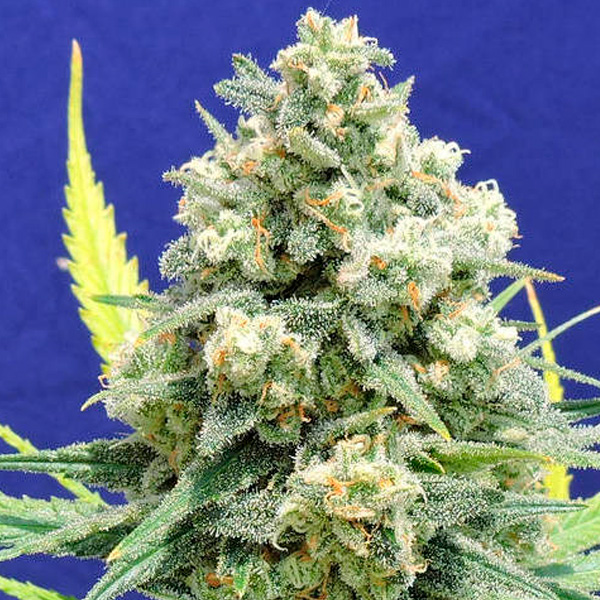 White Widow + feminizada de Original Sensible Seeds
