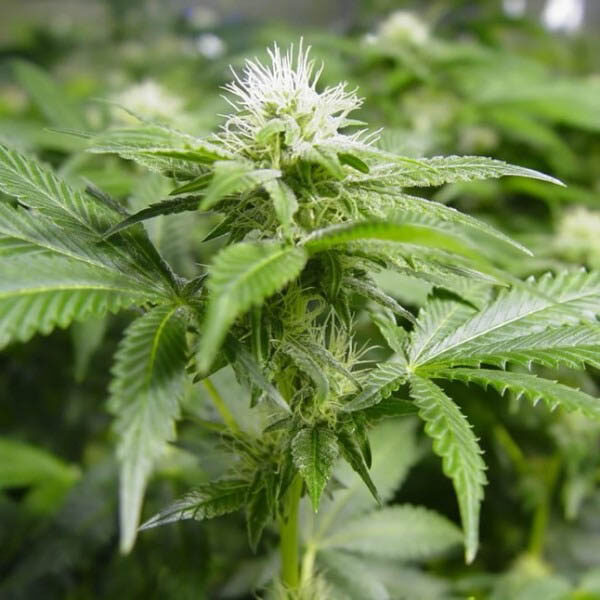 White Widow regular de Nirvana