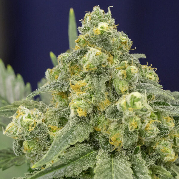 White Widow feminizada de Silent Seeds