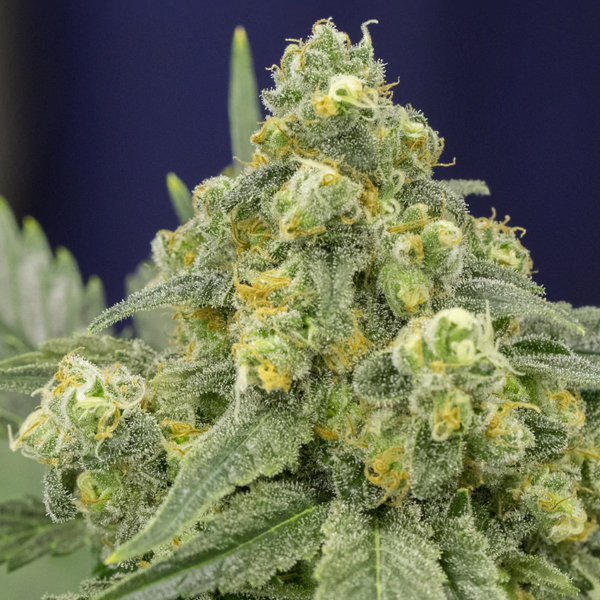 White Widow feminizada de Silent Seeds