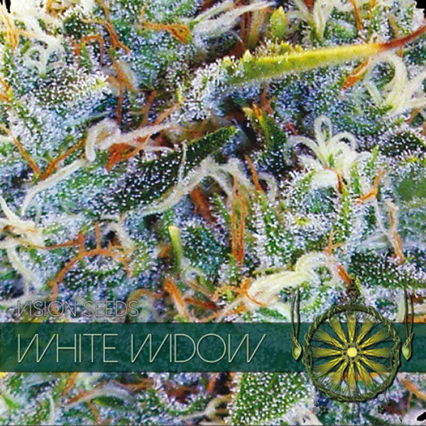 White Widow feminizada de Vision Seeds