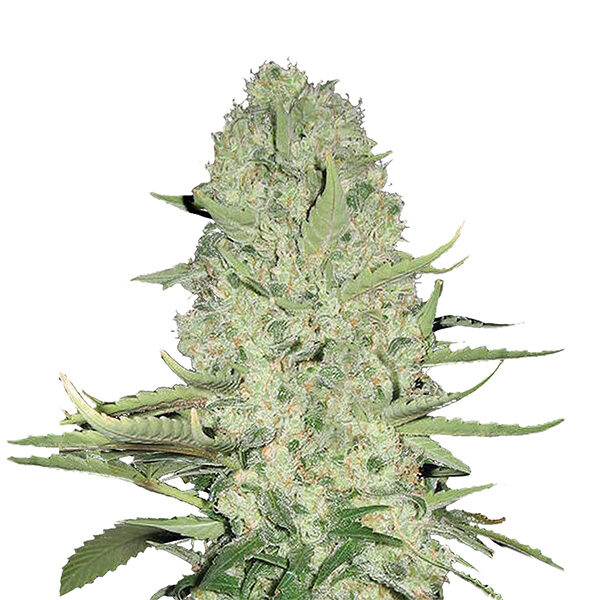White Widow feminizada de Nirvana