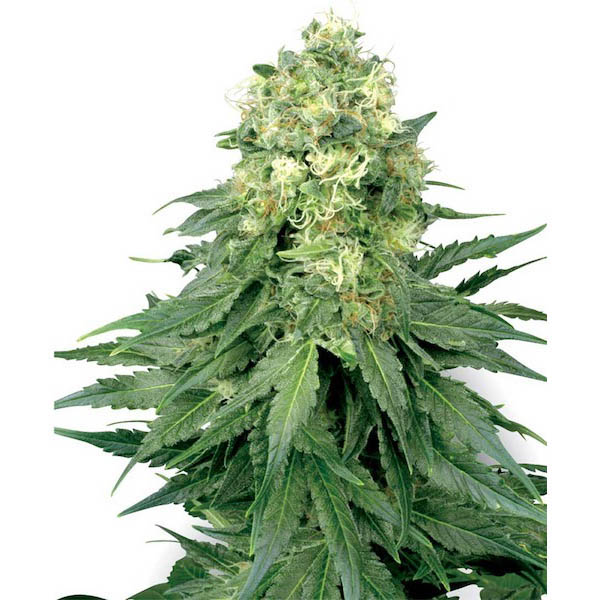 White Widow feminizada de White Label