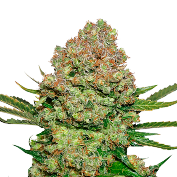 White Widow feminizada de Seedstockers