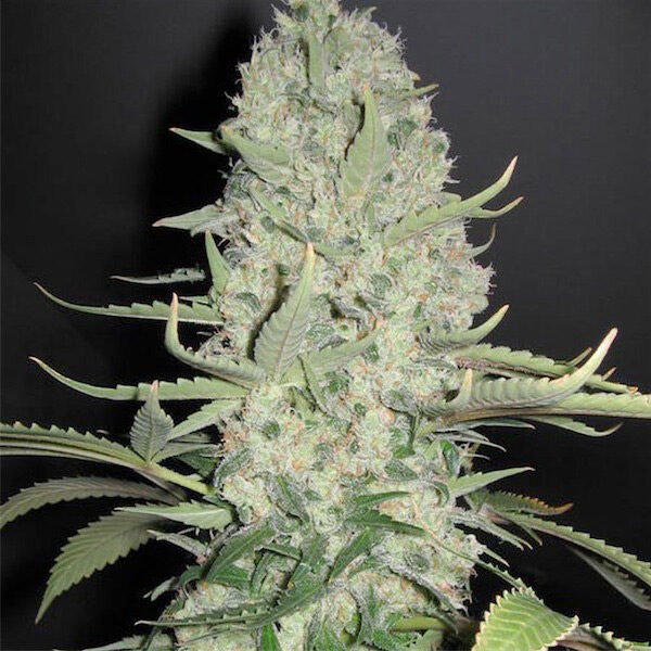 White Widow X Big Bud feminizada de Female Seeds