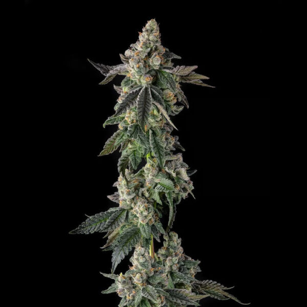 Wokstar : Egg Roll X Mellowz #8 feminizada de Compound Genetics