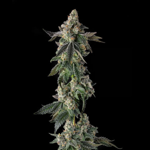Wokstar : Egg Roll X Mellowz #8 feminizada de Compound Genetics