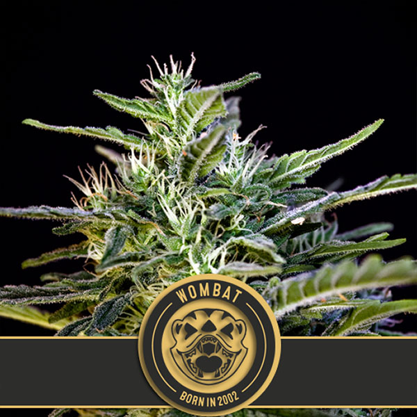 Wombat feminizada de Blimburn Seeds