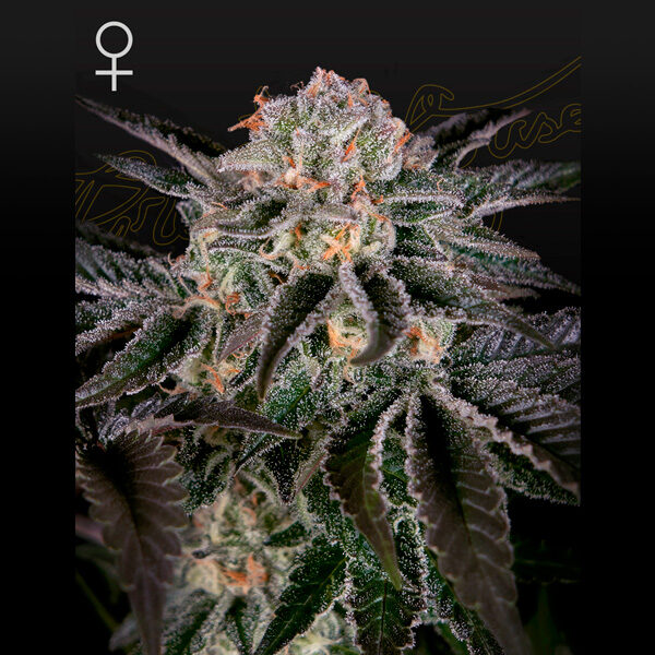 Wonder Pie feminizada de Green House