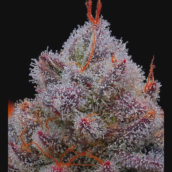 Xupet feminizada de R-kiem Seeds
