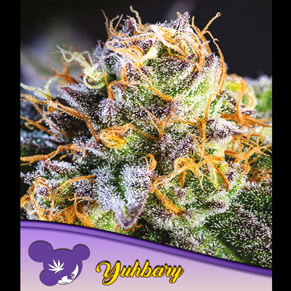 Yuhbary feminizada de Anesia Seeds