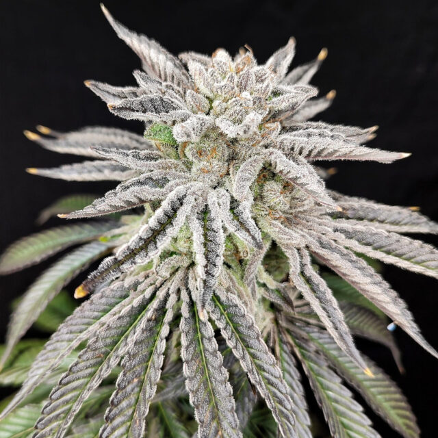 Yuzu Grape Kush feminizada de Pure Instinto