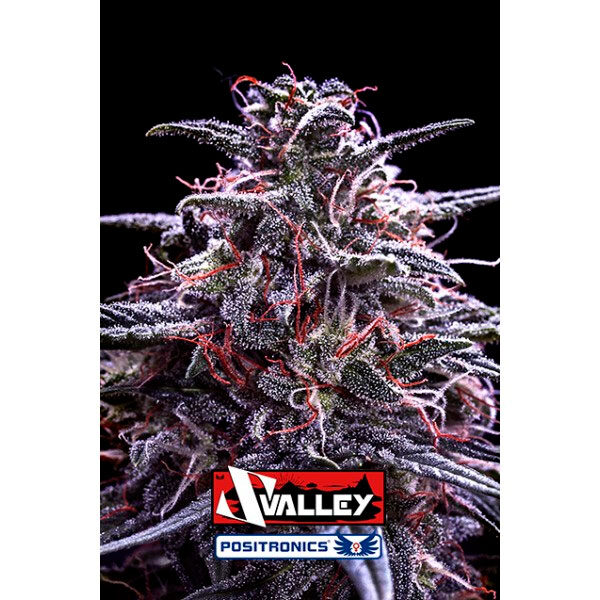 Z Valley feminizada de Positronics Seeds