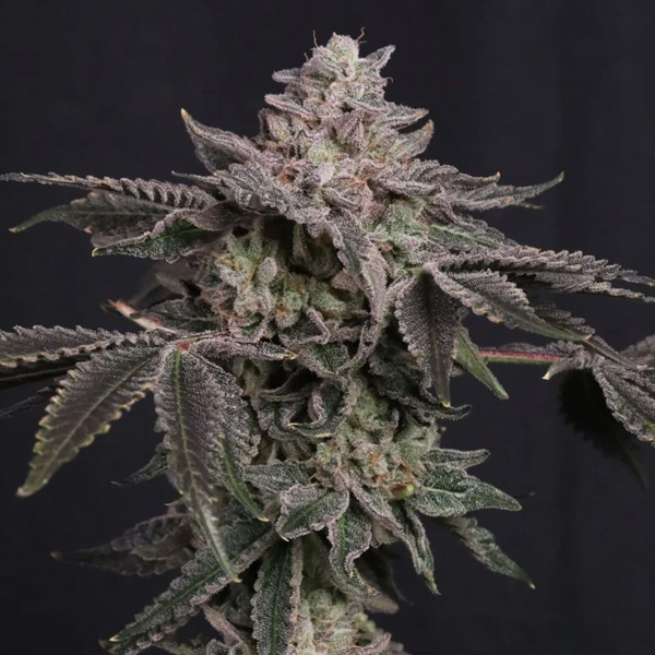 Z42 feminizada de Fast Buds
