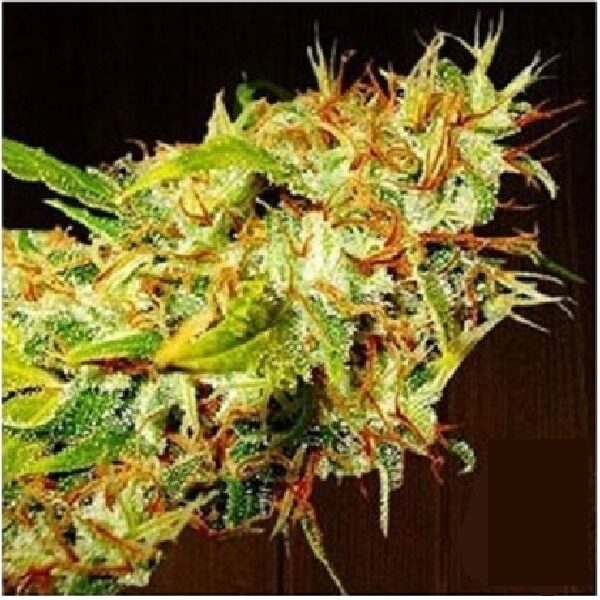 Zamaldelica feminizada de Ace Seeds