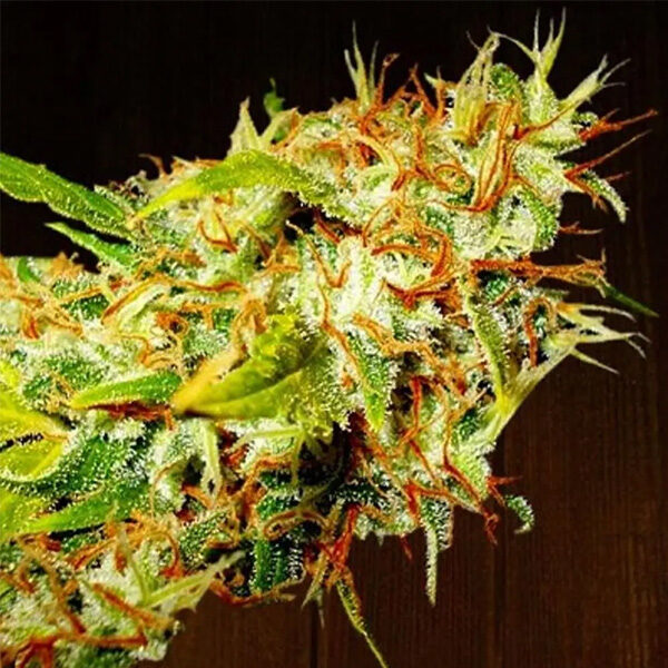 Zamaldelica regular de Ace Seeds