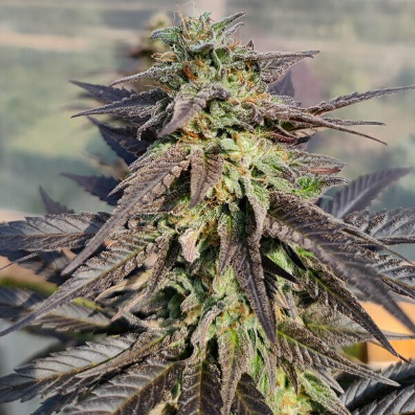 Zamaldelica X Kali China feminizada de Ace Seeds