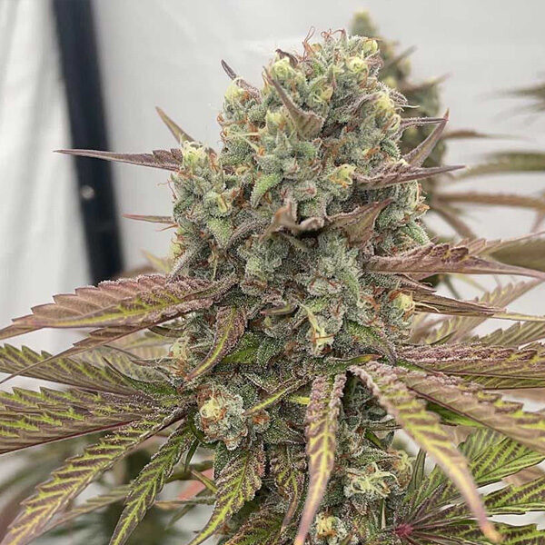 Zapplewoodz feminizada de Conscious Genetics