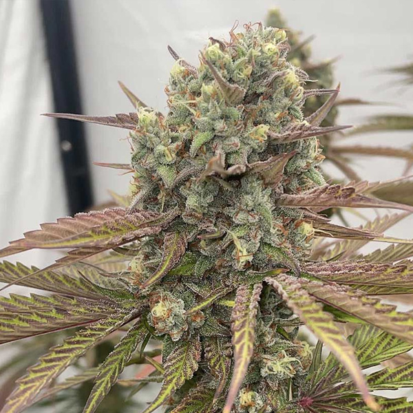 Zapplewoodz feminizada de Conscious Genetics