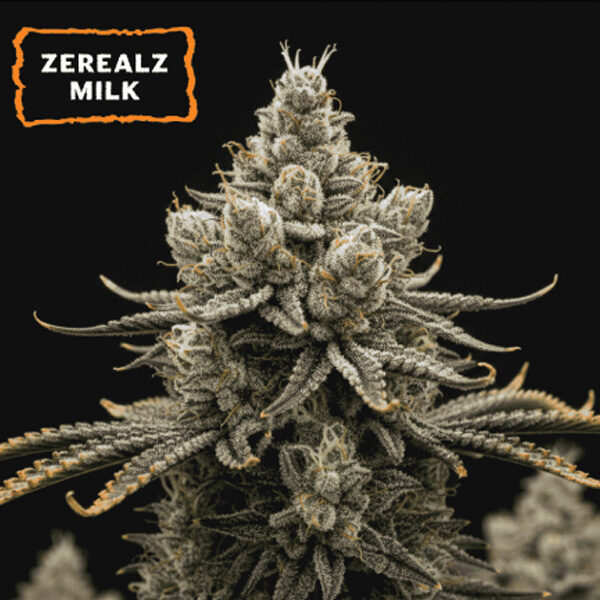 Zerealz Milk feminizada de Seedstockers
