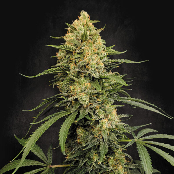 Zesty Bliss feminizada de Paradise Seeds