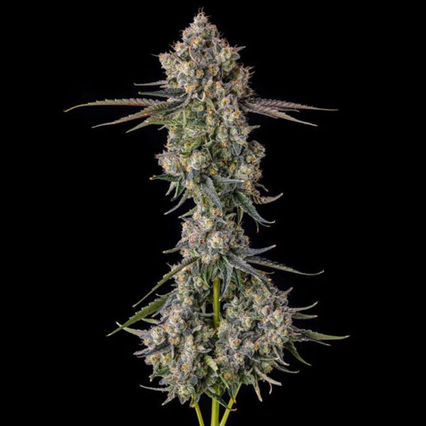 Zhampagne : Blue Nerdz (blue Cookies X Zkittlez) X Pave feminizada de Compound Genetics