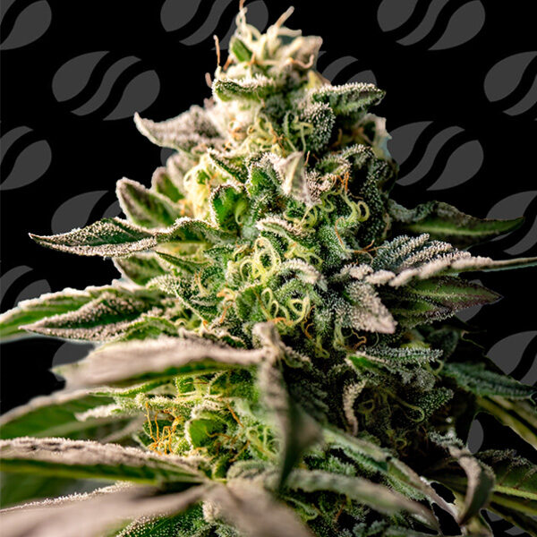 Zingatsu feminizada de Original Sensible Seeds