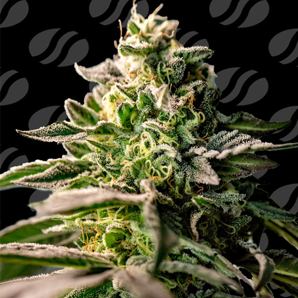 Zingatsu feminizada de Original Sensible Seeds