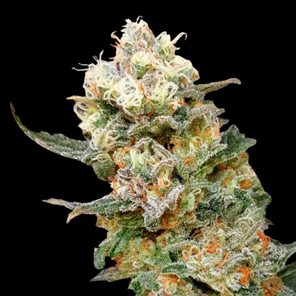Zkittles Glue feminizada de Expert Seeds