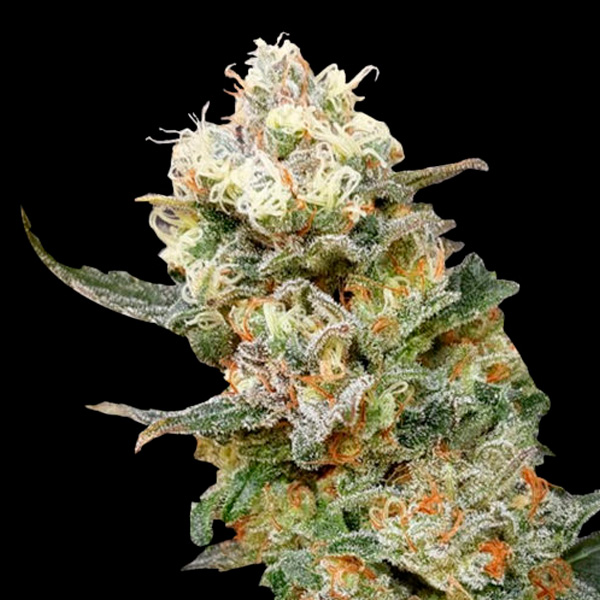 Zkittles Glue feminizada de Expert Seeds