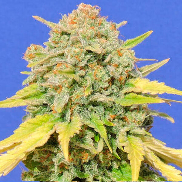 Zkittlez feminizada de Original Sensible Seeds