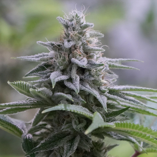 Zkittlez 2 feminizada de Silent Seeds