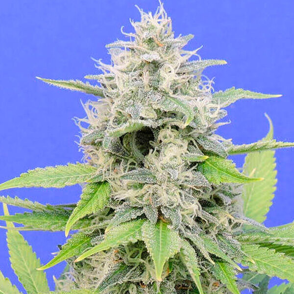 Zkittlzy Gorilla feminizada de Original Sensible Seeds