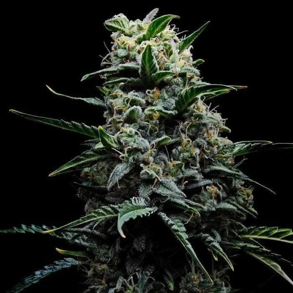 Zlushi feminizada de Empire Seeds Bank