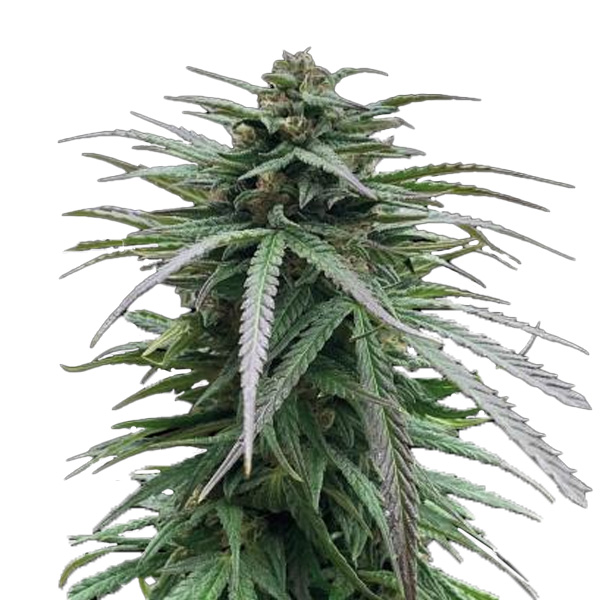 Zmäkdaun feminizada de Seedstockers