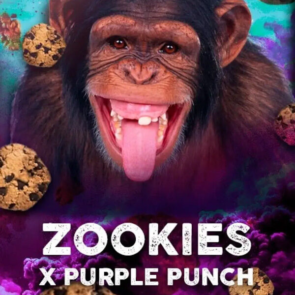 Zookies feminizada de Tramuntana Seeds