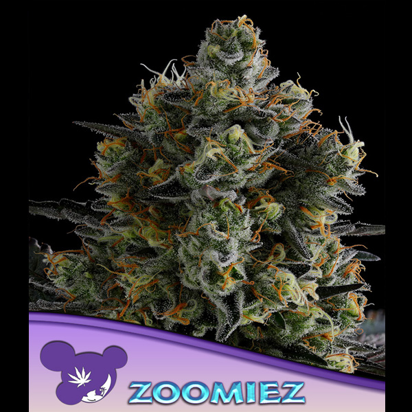 Zoomiez feminizada de Anesia Seeds